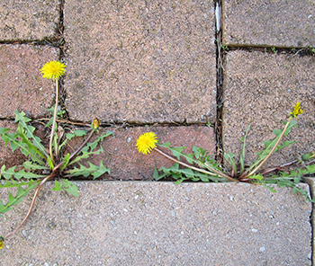Contrôle de la végétation
